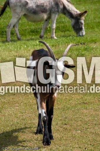 Ziege (5 von 17).jpg